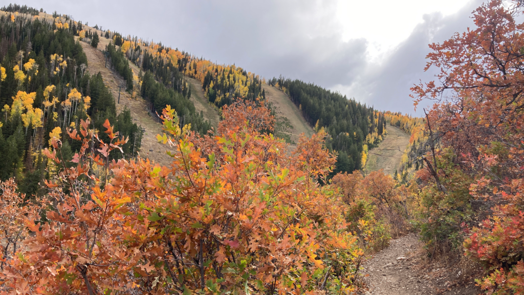 Red foliage surrounds a hiking trail. In the background is a mountain with ski runs cut in a forest of pine trees and yellow aspens.